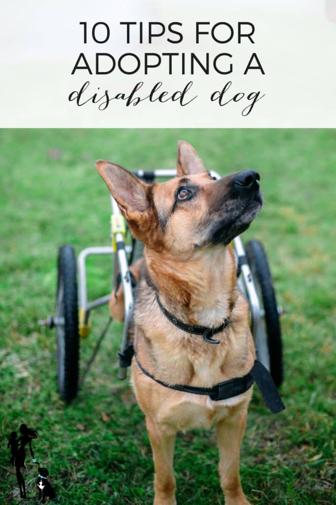 10 solutions for adopting a disabled canine