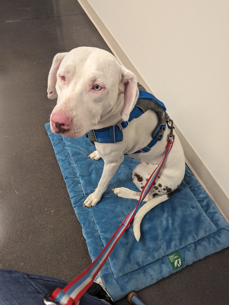 A white dog with brown spots across her hind quarters sits on a blue dog bed on a gray floor against a white wall. Penny the dog is wearing a blue harness and a red white and blue leash. Her one blue eye is turned toward the camera, and her ears are dropping like she's exhausted. 