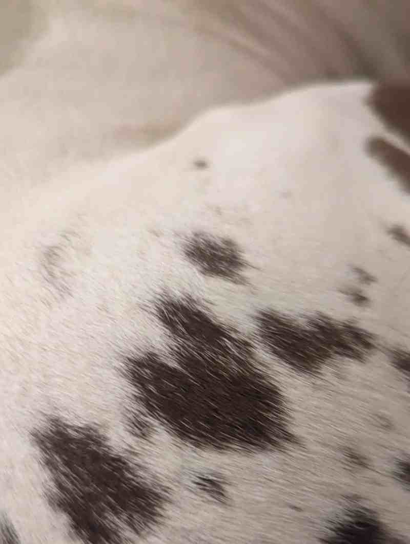 A closeup of the back right hip of Penny, the Catahoula leopard dog. Her coat is mostly white except a scattering of brown spots across her back end. This closeup shows one large heart-shaped spot in the middle of several brown splotches.