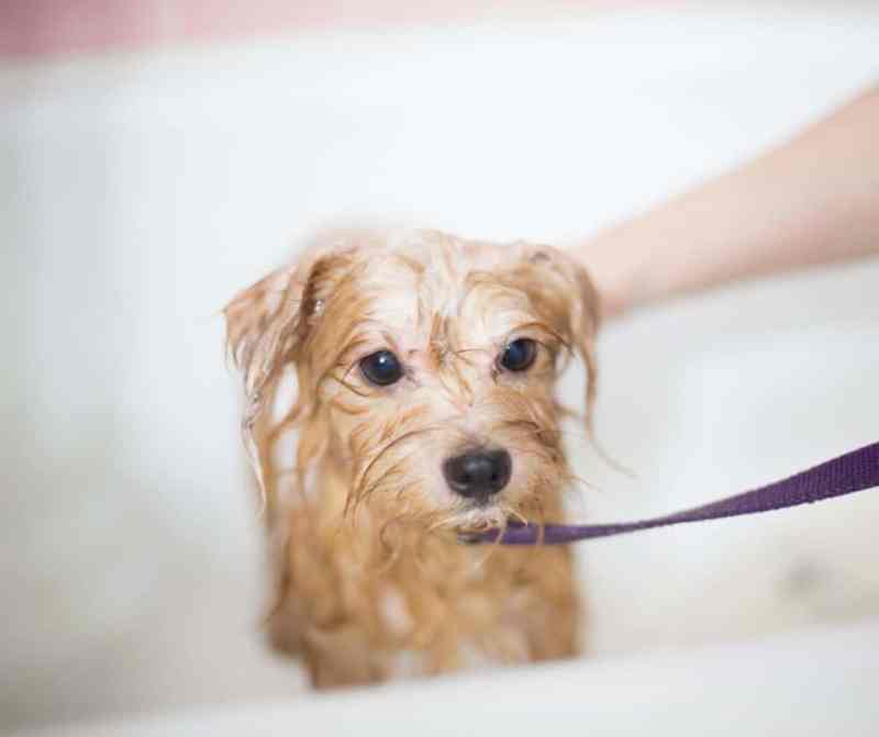 A small, scruffy, tan-colored puppy gets a wash in a bathtub. The puppy is in focus and the hand washing the puppy is out of focus. The puppy looks wet and unhappy and is clipped to a purple leash. 