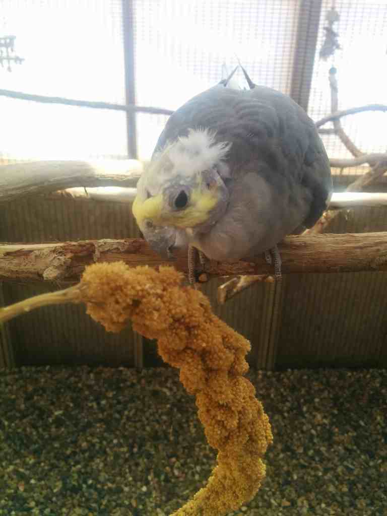 Clicker training a cockatiel 