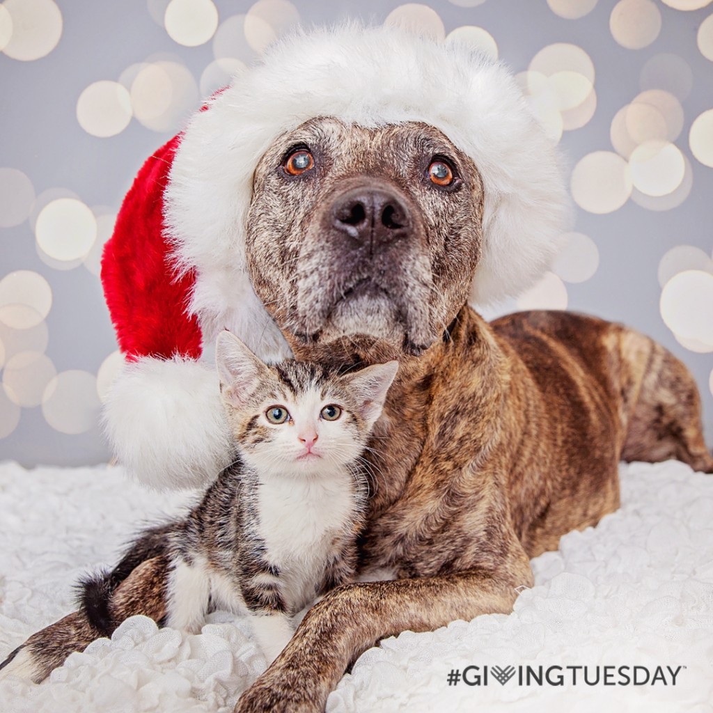 Have a superb time #GivingTuesday at Most interesting Buddies