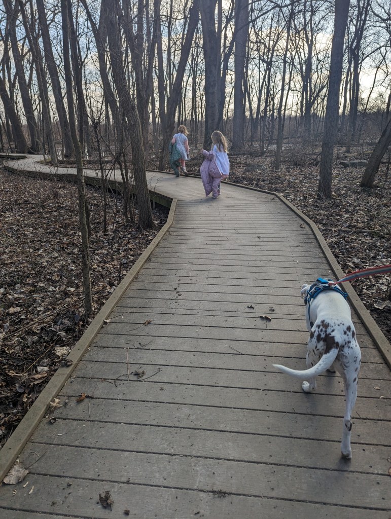 A wooden boardwalk stretches over a dried-up wetlands area. The trees are bare, and fallen leaves litter the marsh. In the front of the board, a little girl in pink leggings with a dress overtop walks ahead of another little girl who is dragging her coat behind her. Behind them walks a mostly white dog with brown spots on her hind end. She wears a blue harness and a red, white, and blue leash leads out of the picture. 