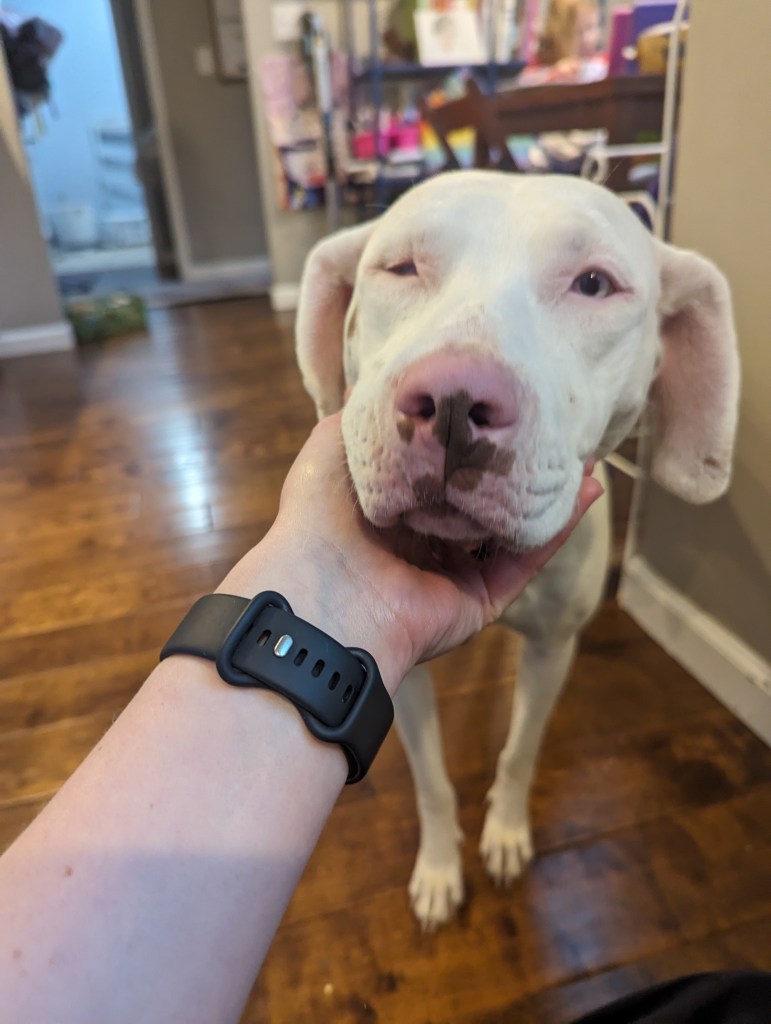 In the foreground, a white arm with a black watch band reaches forward to stroke the chin of Penny, a white Catahoula leopard dog with a pink and brown freckled nose, one open blue eye, and one closed eye. Her ears hang down along her head and both have injuries on the tips. The background is blurred to obscure the permanent mess of the kitchen shelves behind Penny.