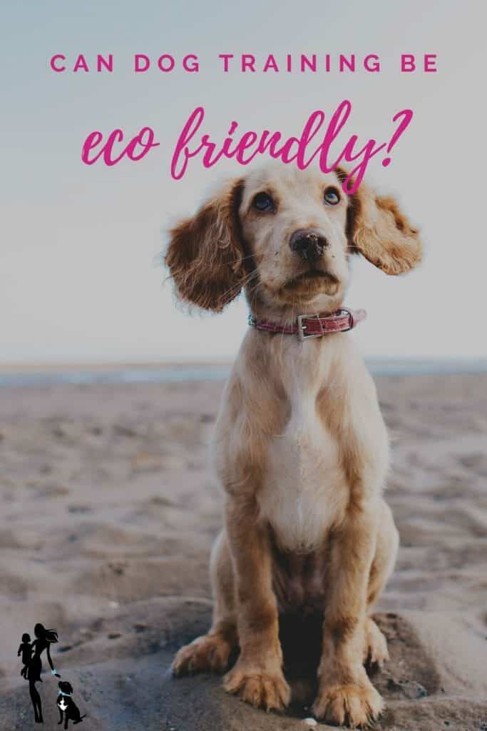 Simple Ideas for Eco-Nice Canine Teaching