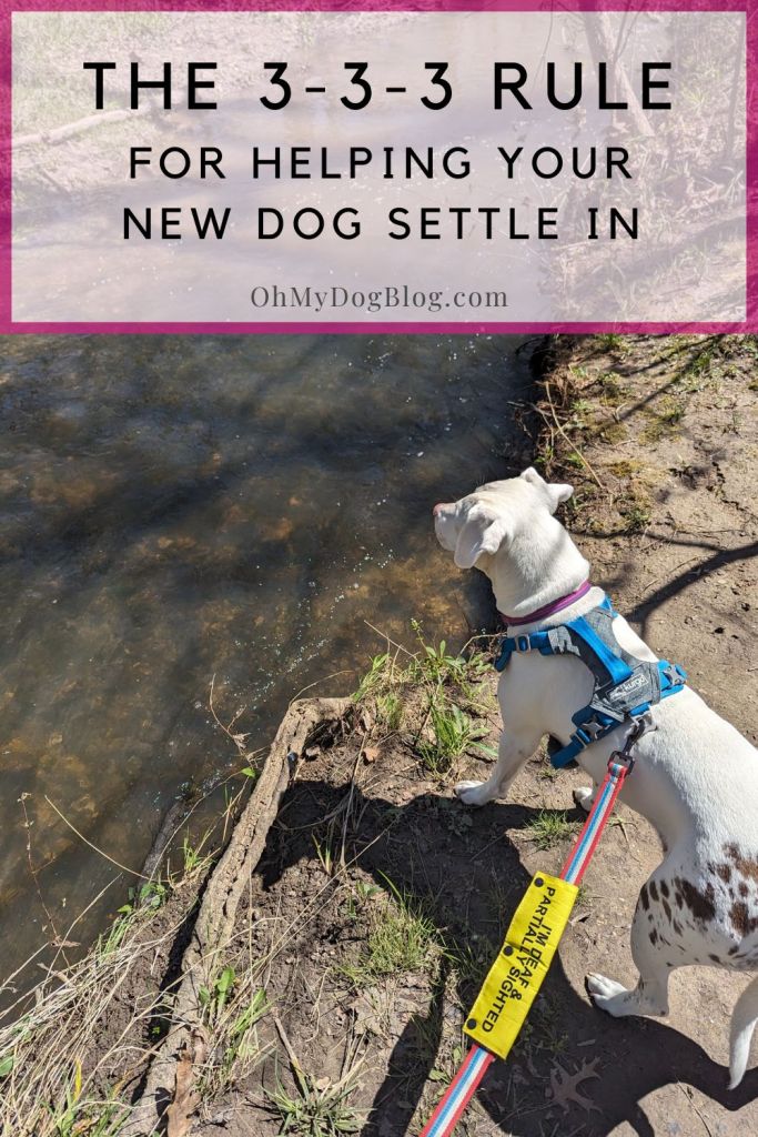 A white dog with brown spots on her hind quarters stands at the bank of a river looking out into the water. The ground is mostly mud with a little bit of green grass popping up. The water is flowing quickly. The dog is wearing a pink and purple collar and a blue and gray harness. The leash has a bright yellow sleeve on it that says "I'm deaf and partially sighted." The text overlay of the image reads: The 3-3-3 Rule for helping your new dog settle in