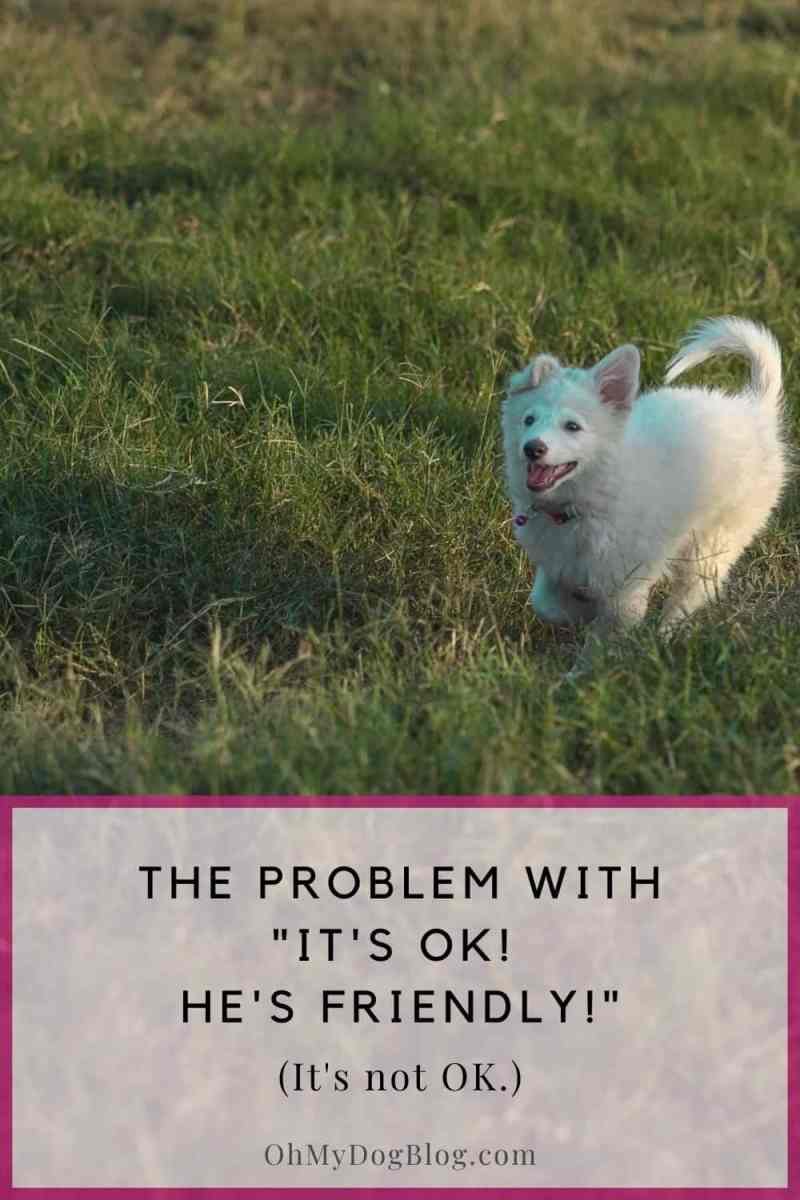 A white fluffy dog runs through a field of grass. The text overlay says: The problem with, "It's OK! He's friendly! (It's not OK.)