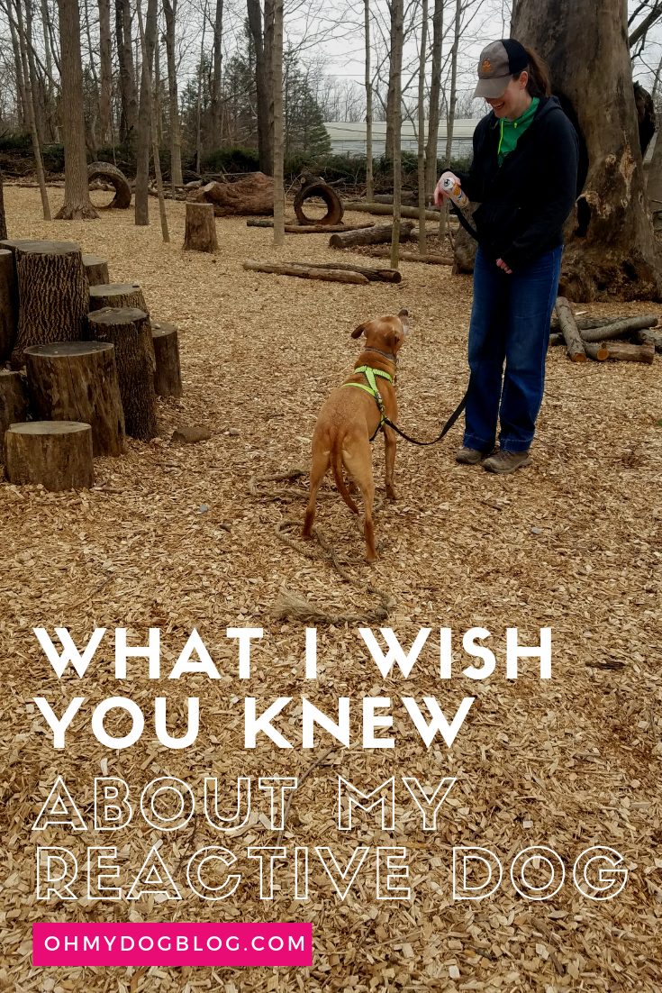 What I need you knew about my reactive canine