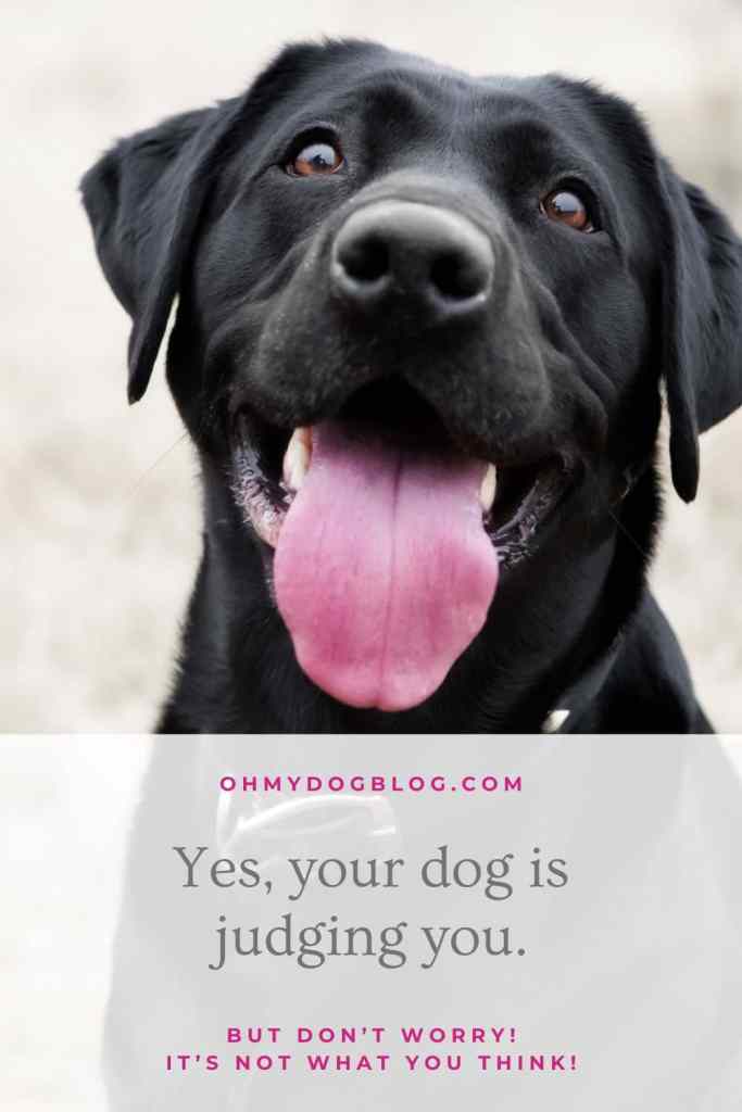 A black lab sits in the center of the frame. The photo is zoomed in closely to the dog. She has golden brown eyes that reflect the photographer. Her mouth hangs open in a happy smile with her tongue hanging out. The text overlay reads: Yes, your dog judges you. But don't worry! It's not how you think!